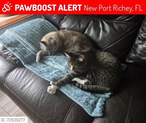 Lost Female Cat last seen Chet @ Pensdale, New Port Richey, FL 34652