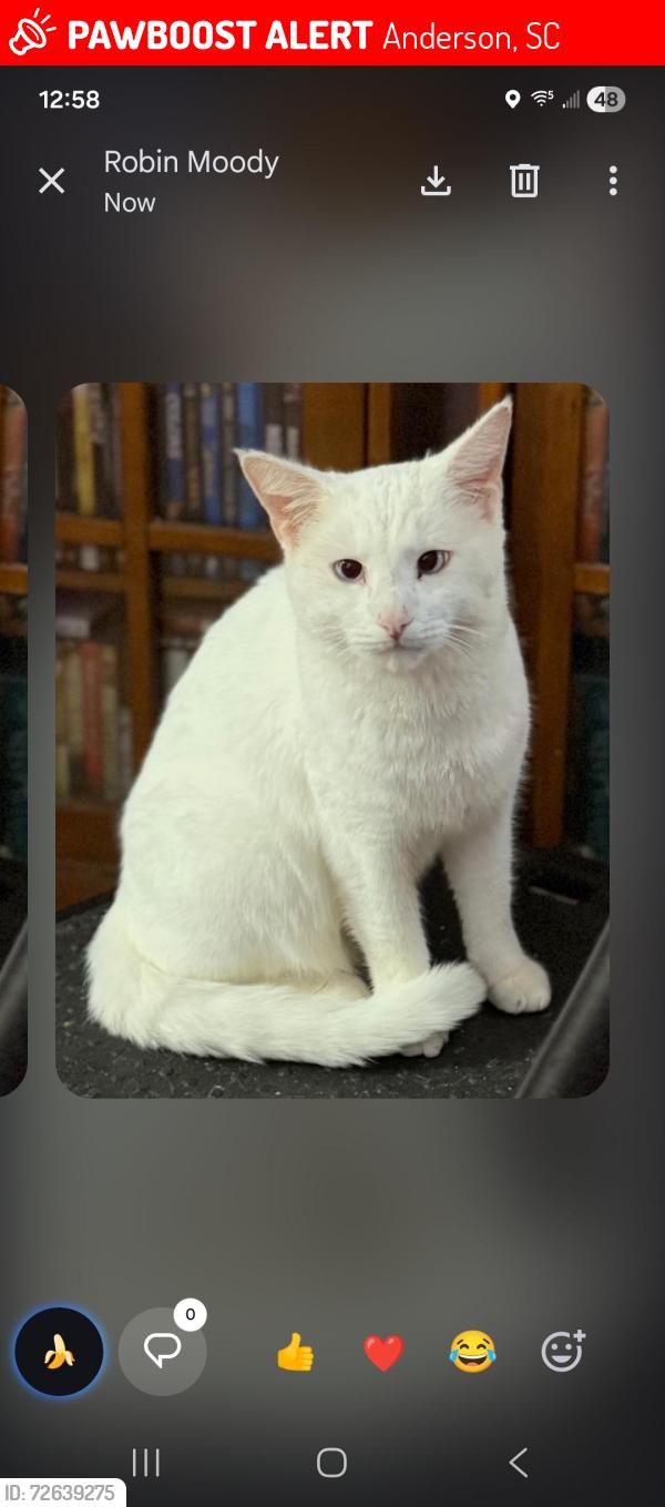 Lost Male Cat last seen Millgate Rd. Hannover Rd. Little Creek Dr. Anderson, SC, Anderson, SC 29621
