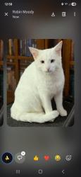 Lost Male Cat last seen Millgate Rd. Hannover Rd. Little Creek Dr. Anderson, SC, Anderson, SC 29621