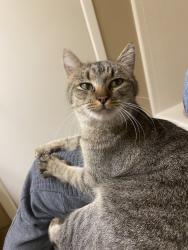 Found/Stray Female Cat last seen E Curry Rd & N Scottsdale Rd (papago), Tempe, AZ 85288