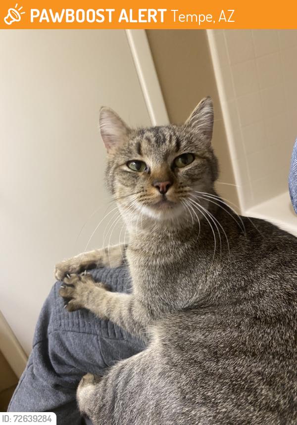 Found/Stray Female Cat last seen E Curry Rd & N Scottsdale Rd (papago), Tempe, AZ 85288