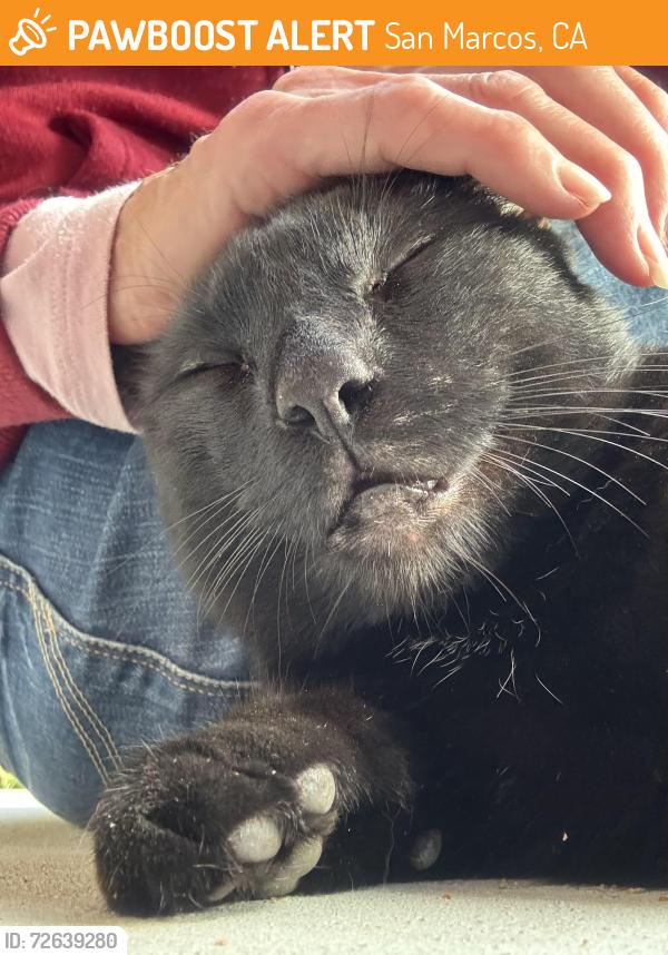Found/Stray Male Cat last seen Elm Tree Lane, San Marcos, CA 92069
