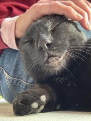 Found/Stray Male Cat last seen Elm Tree Lane, San Marcos, CA 92069