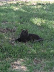 Lost Male Cat last seen Sierra Linda and San Ildelfonso, Albuquerque, NM 87120