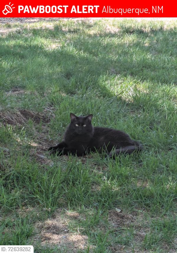 Lost Male Cat last seen Sierra Linda and San Ildelfonso, Albuquerque, NM 87120
