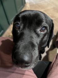 Lost Female Dog last seen Sherwood, Davis high school, Modesto, CA 95350