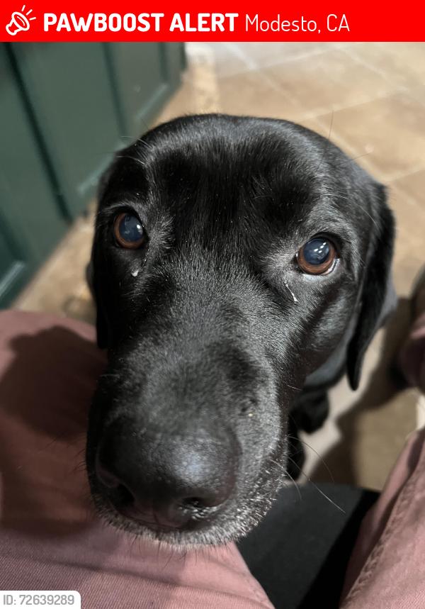 Lost Female Dog last seen Sherwood, Davis high school, Modesto, CA 95350