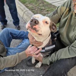 Shelter Stray Male Dog last seen SE MILITARY/ROOSEVELT, San Antonio, TX 78227