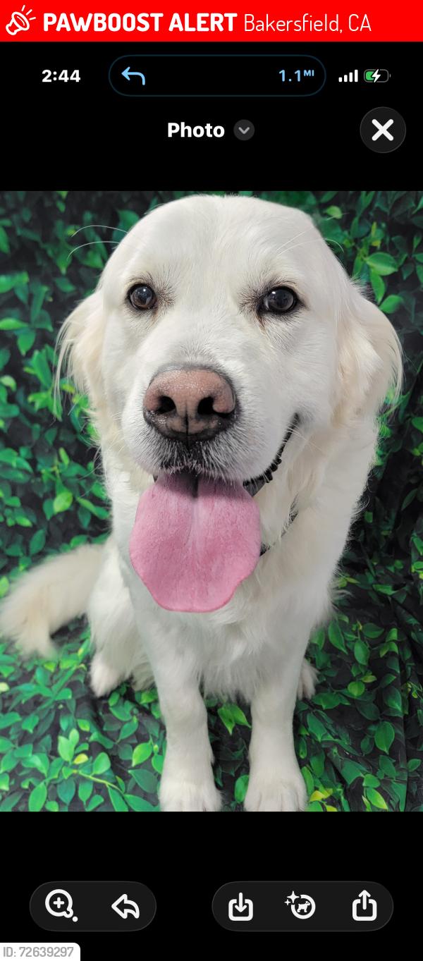 Lost Male Dog last seen Calloway and stockdale, Bakersfield, CA 93312