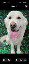Lost Male Dog last seen Calloway and stockdale, Bakersfield, CA 93312