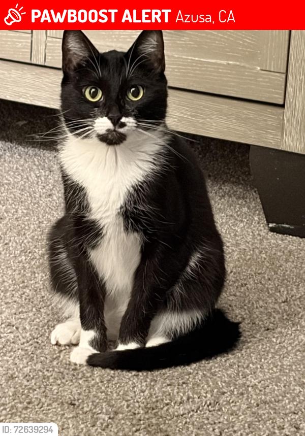 Lost Female Cat last seen Azusa/Arrow, Azusa, CA 91702