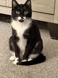 Lost Female Cat last seen Azusa/Arrow, Azusa, CA 91702