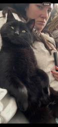 Lost Male Cat last seen Green rd, Kellogg rd, Tontogany rd and liberty high rd are all cross roads near our hse , Bowling Green, OH 43402
