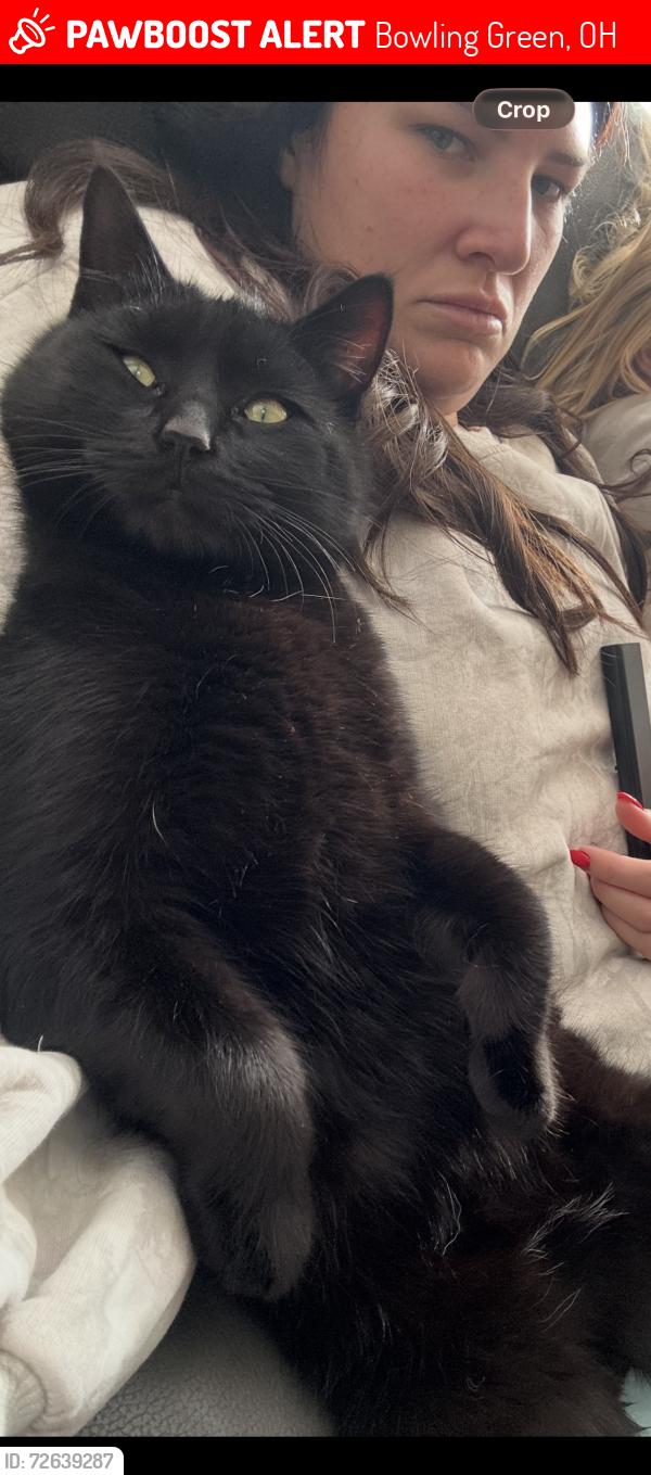 Lost Male Cat last seen Green rd, Kellogg rd, Tontogany rd and liberty high rd are all cross roads near our hse , Bowling Green, OH 43402