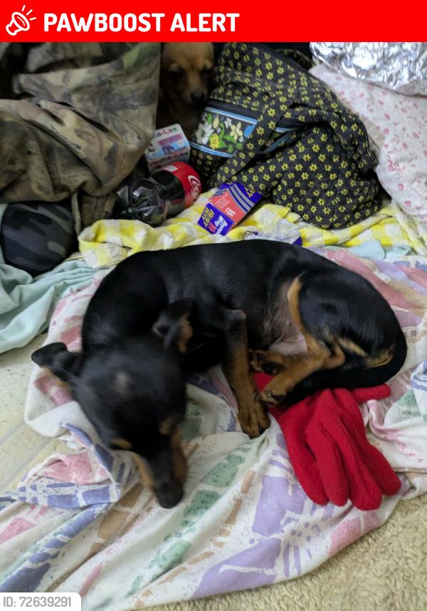Lost Male Dog last seen Sunset Circle & Bridge ion Fairmont Ave. , Spartanburg County, SC 29301