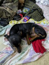 Lost Male Dog last seen Sunset Circle & Bridge ion Fairmont Ave. , Spartanburg County, SC 29301