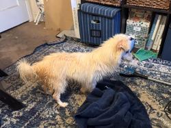 Found/Stray Male Dog last seen Lake Chabot Road closer to Bay-O-Vista club end., Castro Valley, CA 94578