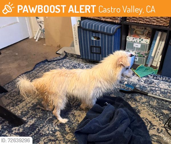 Found/Stray Male Dog last seen Lake Chabot Road closer to Bay-O-Vista club end., Castro Valley, CA 94578