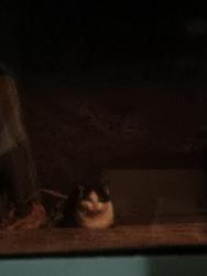 Found/Stray Unknown Cat last seen Jaspers miniart, Cove City, NC 28523