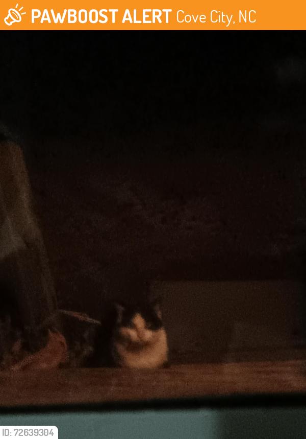 Found/Stray Unknown Cat last seen Jaspers miniart, Cove City, NC 28523