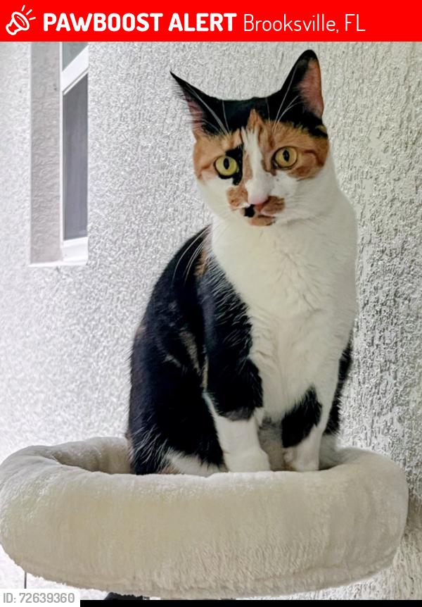 Lost Female Cat last seen Cedarwood Ave , Brooksville, FL 34614