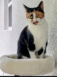Lost Female Cat last seen Cedarwood Ave , Brooksville, FL 34614