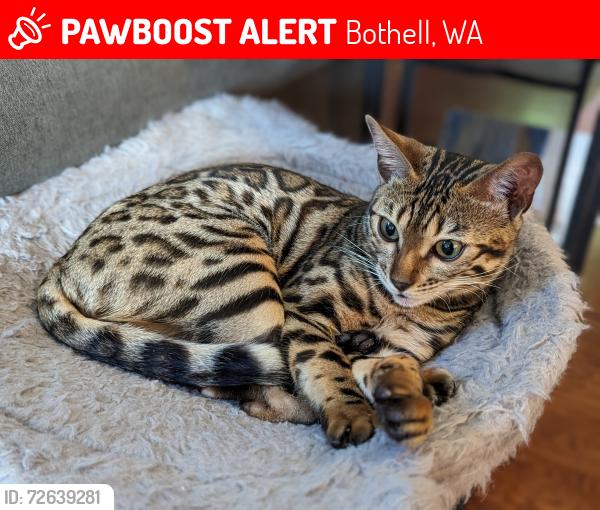 Lost Female Cat last seen NE 190th St and 84th Ave, Bothell, WA 98011