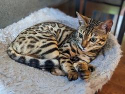 Lost Female Cat last seen NE 190th St and 84th Ave, Bothell, WA 98011