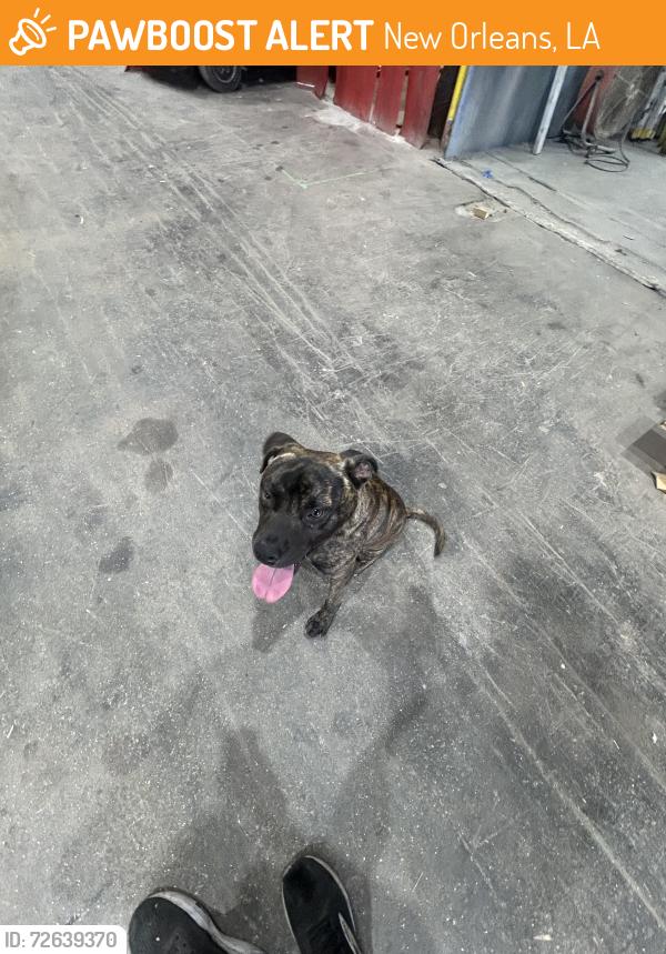 Found/Stray Male Dog last seen harbor circle and hayne blvd, New Orleans, LA 70126
