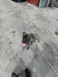 Found/Stray Male Dog last seen harbor circle and hayne blvd, New Orleans, LA 70126