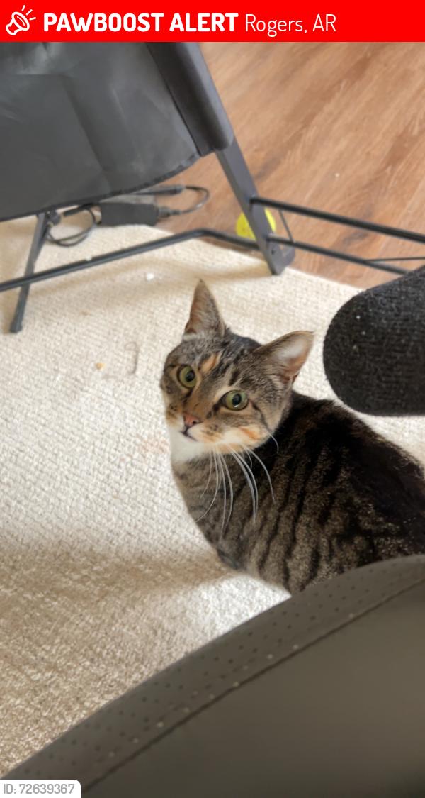 Lost Female Cat last seen Old wire elementary/ Birch Kirksey middle school , Rogers, AR 72758