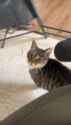 Lost Female Cat last seen Old wire elementary/ Birch Kirksey middle school , Rogers, AR 72758