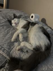 Lost Male Cat last seen hunt hwy san tan valley, San Tan Valley, AZ 85143