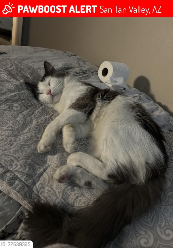 Lost Male Cat last seen hunt hwy san tan valley, San Tan Valley, AZ 85143