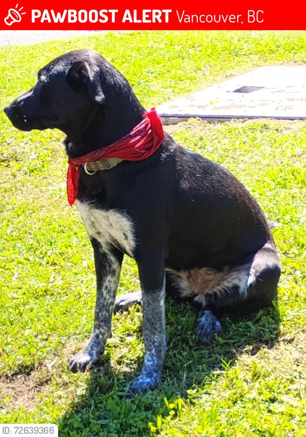 Lost Female Dog last seen Commercial dr.and 10th van.b.c, Vancouver, BC 