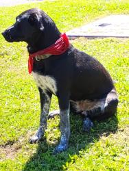 Lost Female Dog last seen Commercial dr.and 10th van.b.c, Vancouver, BC 