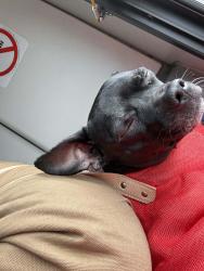 Found/Stray Male Dog last seen Rue Jeanne Darc and rue moussette, Gatineau, QC J8Y