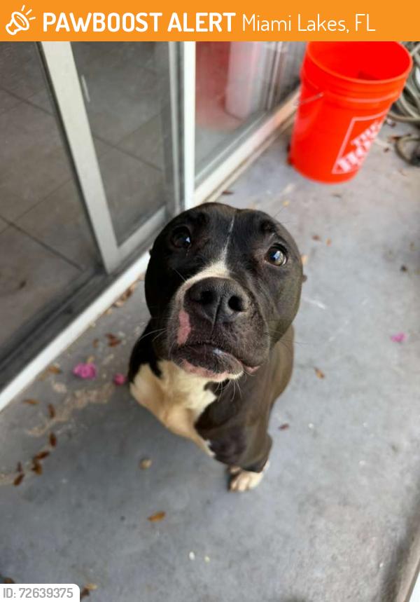 Found/Stray Female Dog last seen Miami lakes , Miami Lakes, FL 33014