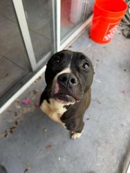 Found/Stray Female Dog last seen Miami lakes , Miami Lakes, FL 33014