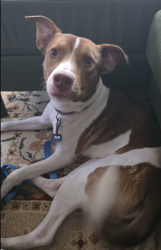 Found/Stray Male Dog last seen Valero gas station , Haltom City, TX 76117