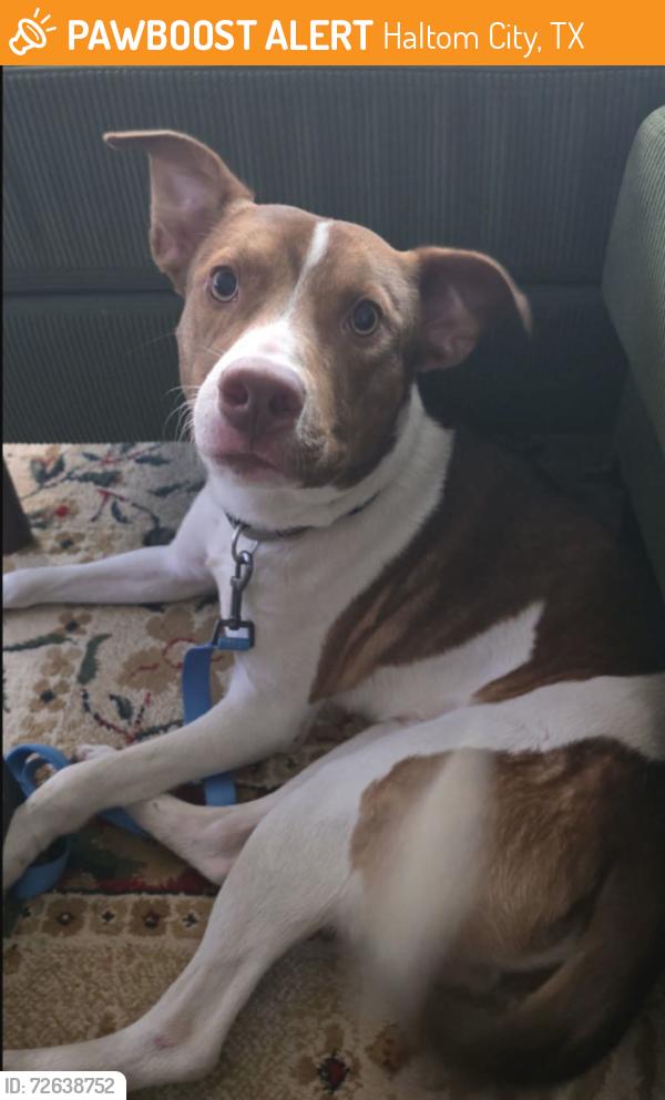 Found/Stray Male Dog last seen Valero gas station , Haltom City, TX 76117