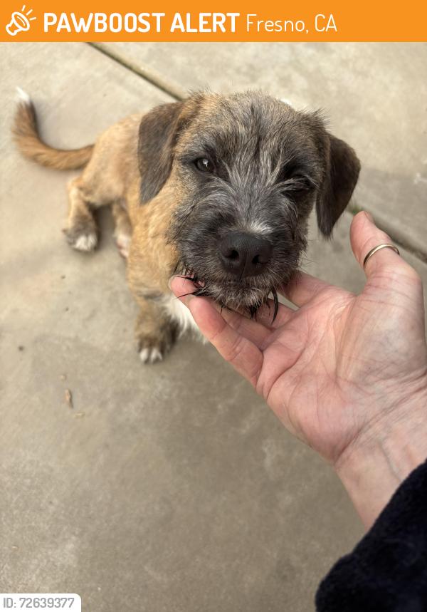 Found/Stray Unknown Dog last seen Fresno , Fresno, CA 93727