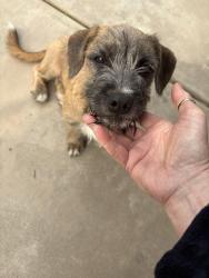 Found/Stray Unknown Dog last seen Fresno , Fresno, CA 93727