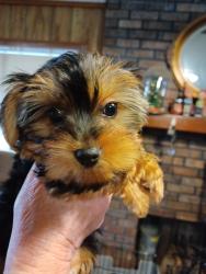 Lost Female Dog last seen Mobile Flea Market end of B row near the chickens, Mobile, AL 36608