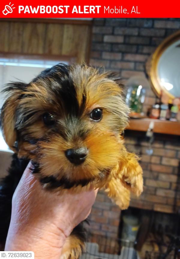 Lost Female Dog last seen Mobile Flea Market end of B row near the chickens, Mobile, AL 36608