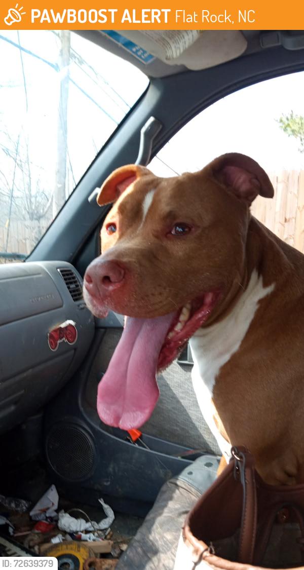 Found/Stray Male Dog last seen Easy Henderson High School , Flat Rock, NC 28731