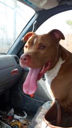 Found/Stray Male Dog last seen Easy Henderson High School , Flat Rock, NC 28731
