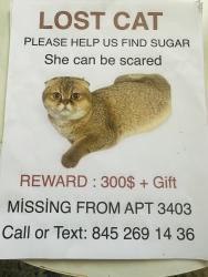 Lost Female Cat last seen Near rooseveld bulv anthem apt, Clearwater, FL 33760