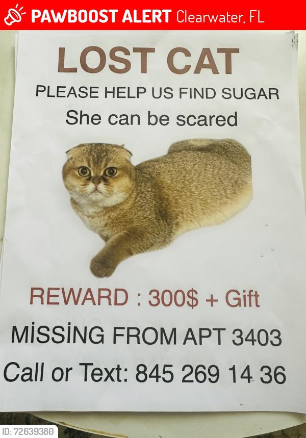 Lost Female Cat last seen Near rooseveld bulv anthem apt, Clearwater, FL 33760