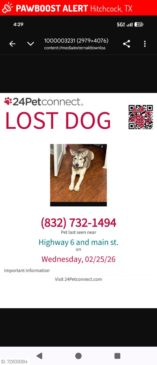 Lost Female Dog last seen Highway 6 and main st, Hitchcock, TX 77568